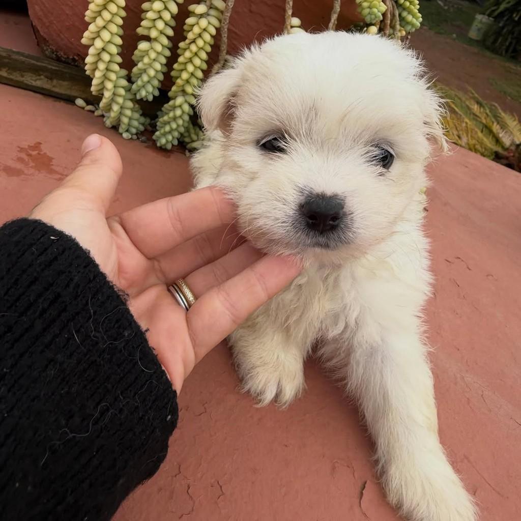 Gael, cachorro de porte pequeno para adoção em Vargem Grande Paulista - SP — foto 2 de 5