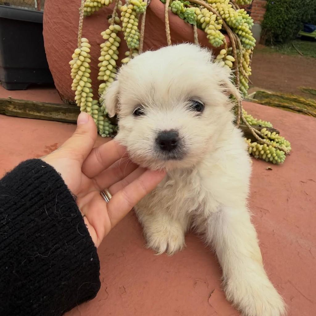 Gael, cachorro de porte pequeno para adoção em Vargem Grande Paulista - SP — foto 3 de 5