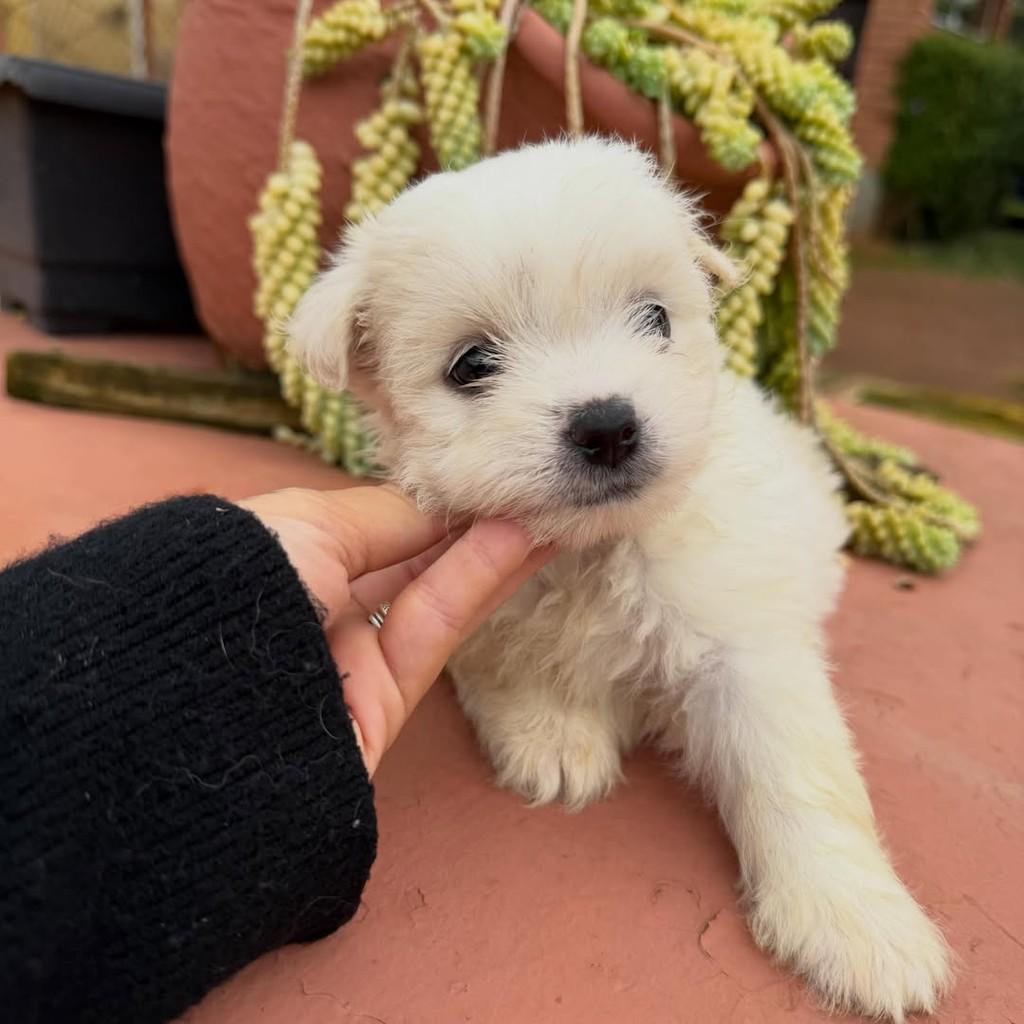 Gael, cachorro de porte pequeno para adoção em Vargem Grande Paulista - SP — foto 4 de 5