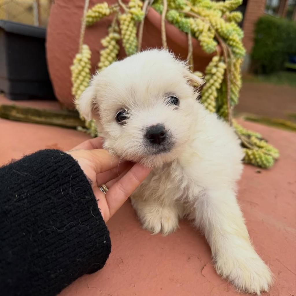 Gael, cachorro de porte pequeno para adoção em Vargem Grande Paulista - SP — foto 5 de 5