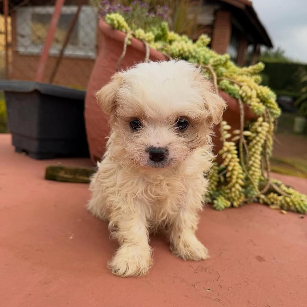 Antony, cachorro de porte pequeno para adoção em Vargem Grande Paulista - SP