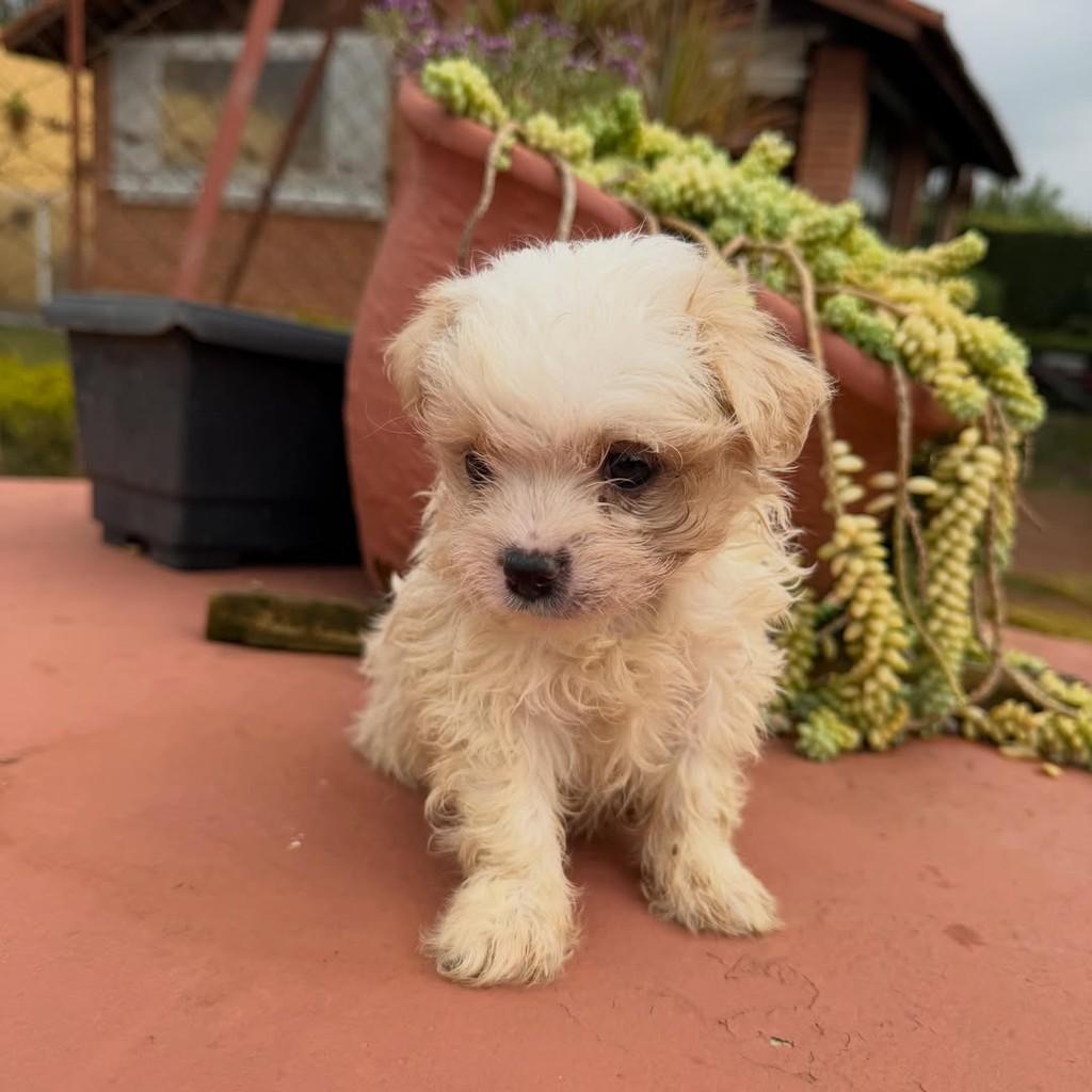 Antony, cachorro de porte pequeno para adoção em Vargem Grande Paulista - SP — foto 3 de 3