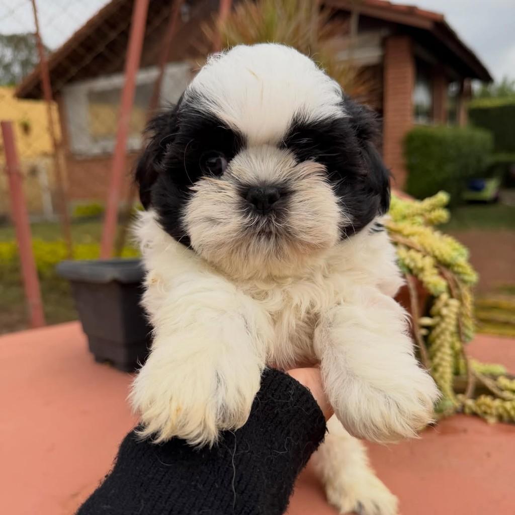 Querubim, cachorro de porte pequeno para adoção em Vargem Grande Paulista - SP