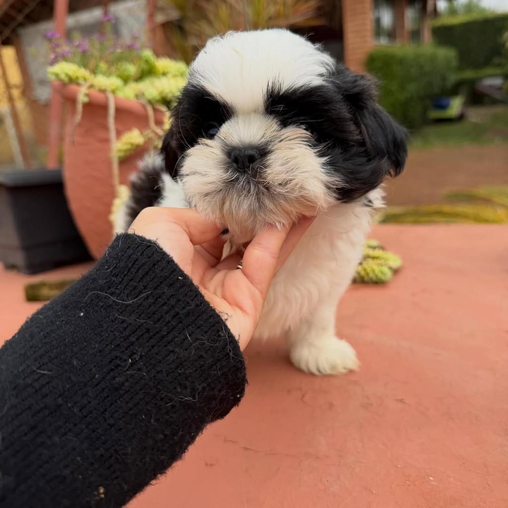 Querubim, cachorro de porte pequeno para adoção em Vargem Grande Paulista - SP — foto 2 de 5