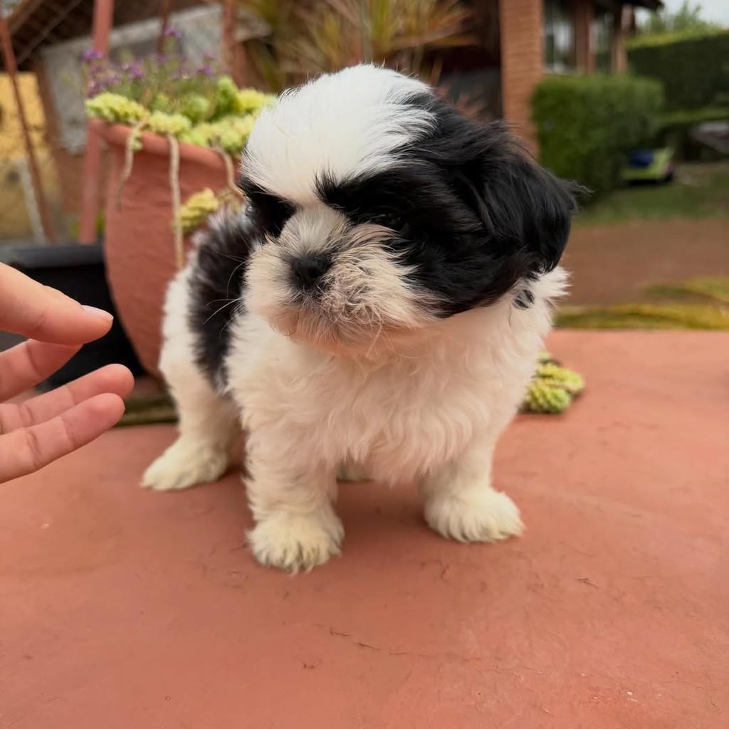 Querubim, cachorro de porte pequeno para adoção em Vargem Grande Paulista - SP — foto 3 de 5