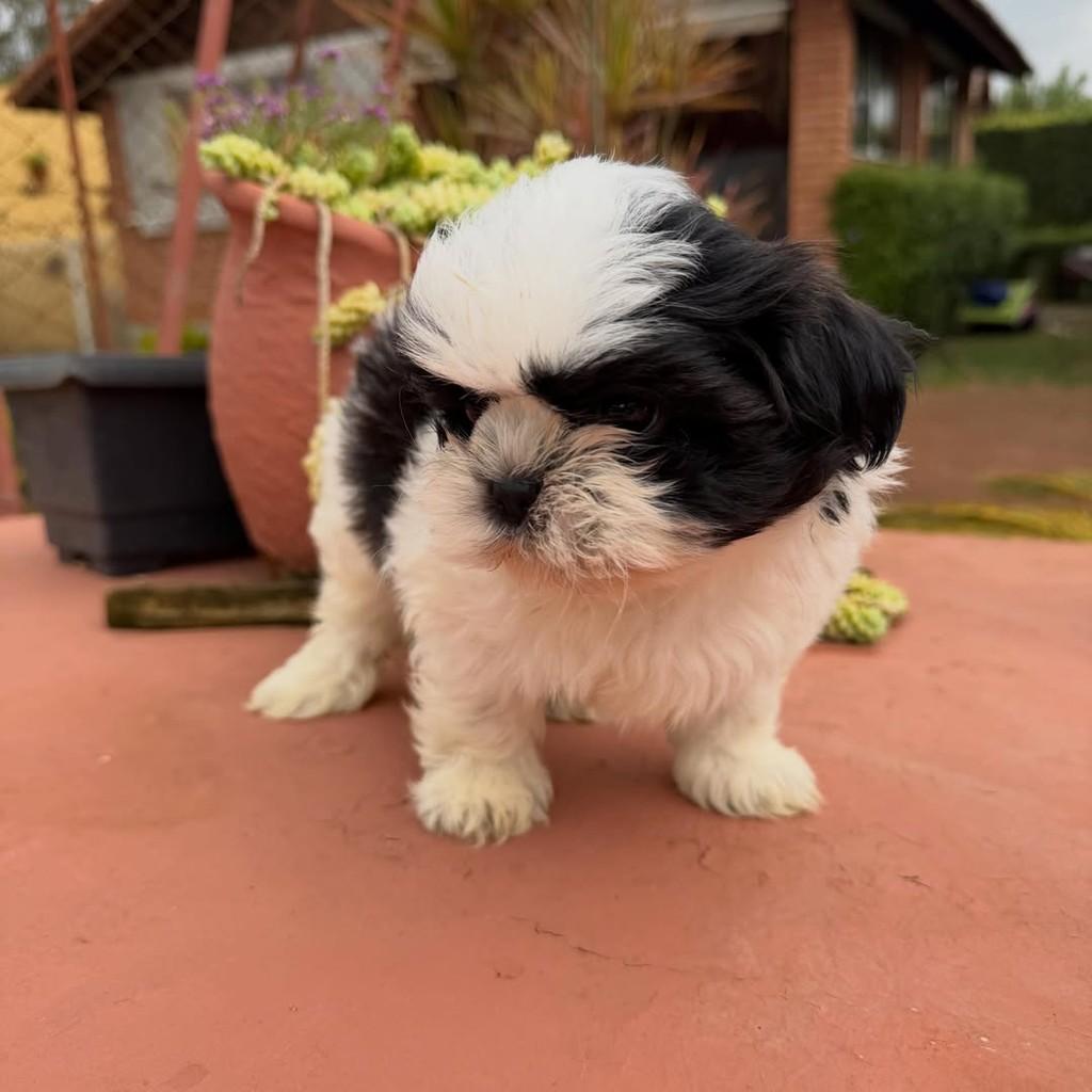 Querubim, cachorro de porte pequeno para adoção em Vargem Grande Paulista - SP — foto 4 de 5