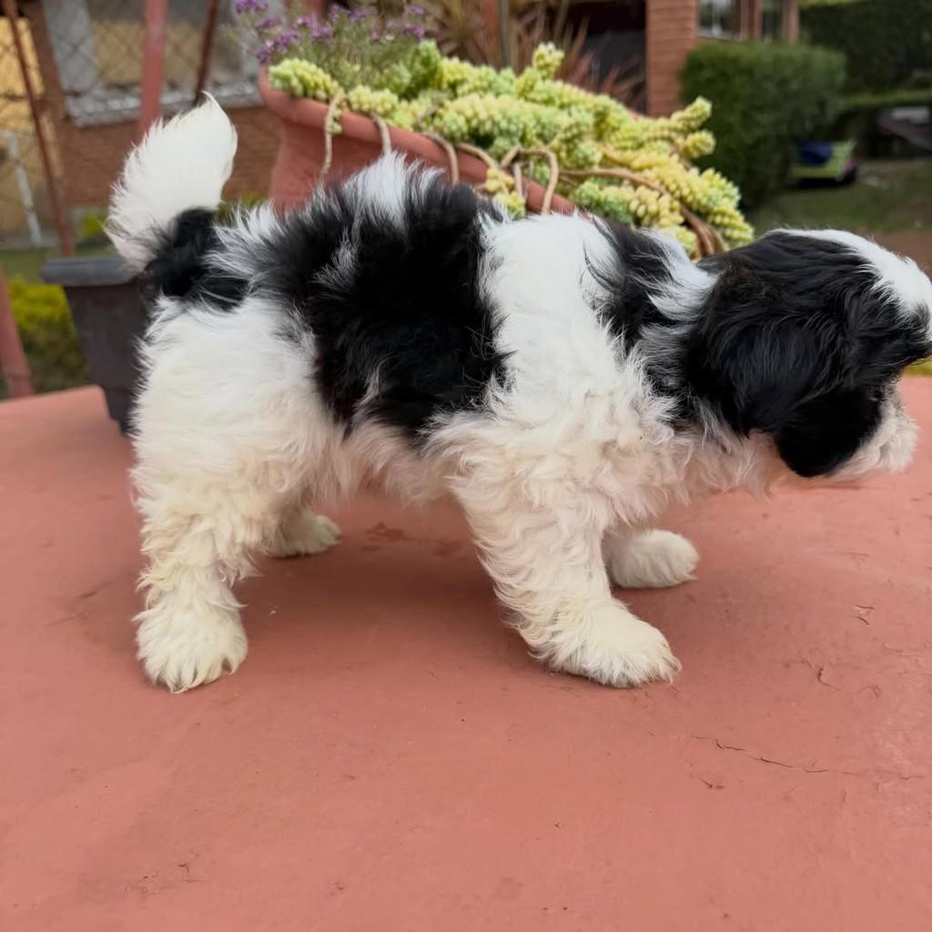 Querubim, cachorro de porte pequeno para adoção em Vargem Grande Paulista - SP — foto 5 de 5