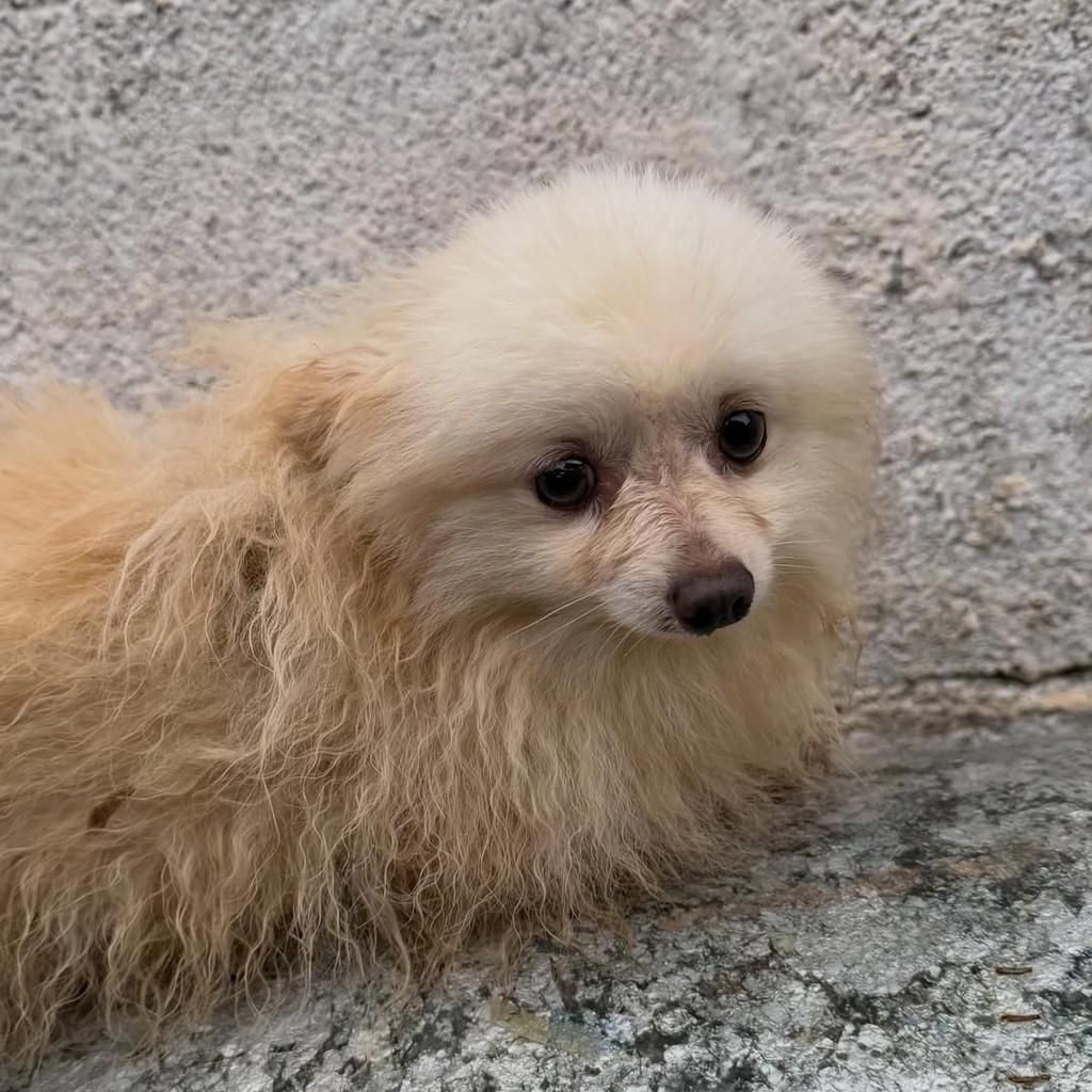 Oscar, cachorro de porte pequeno para adoção em Vargem Grande Paulista - SP — foto 2 de 4