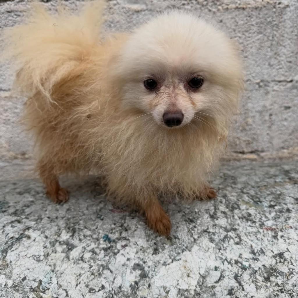 Oscar, cachorro de porte pequeno para adoção em Vargem Grande Paulista - SP — foto 3 de 4