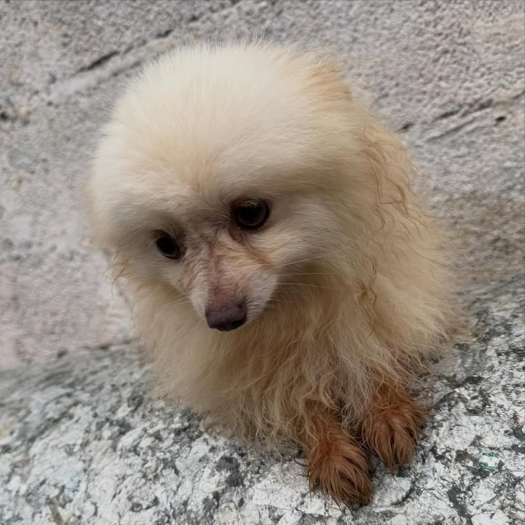 Oscar, cachorro de porte pequeno para adoção em Vargem Grande Paulista - SP — foto 4 de 4