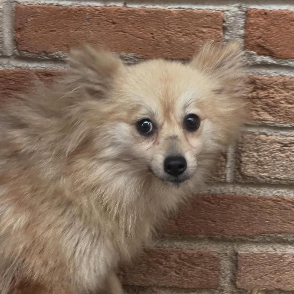 Mel, cadela de porte pequeno para adoção em Vargem Grande Paulista - SP — foto 3 de 3