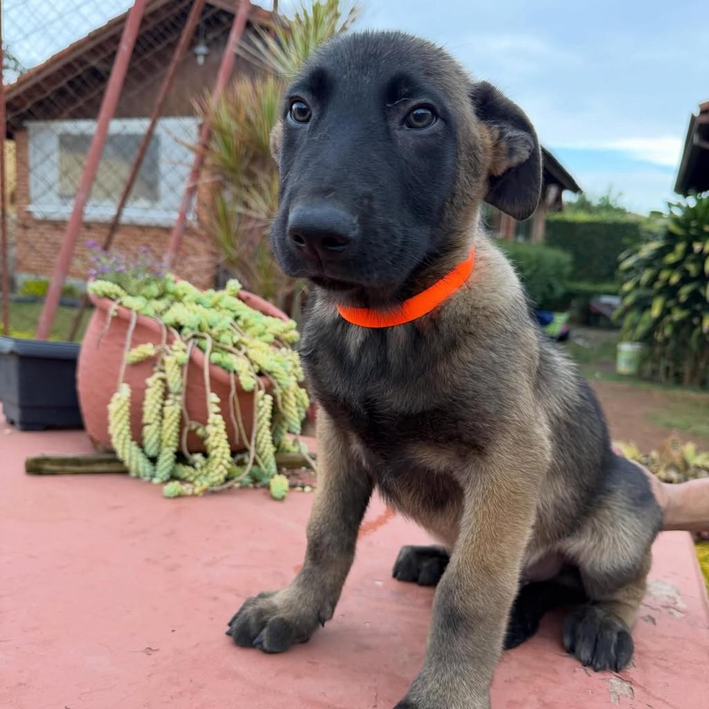 Zeus, cachorro de porte grande para adoção em Ibiúna - SP — foto 2 de 5