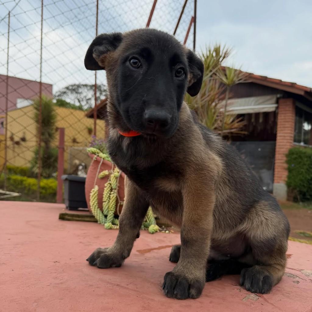Zeus, cachorro de porte grande para adoção em Ibiúna - SP — foto 3 de 5