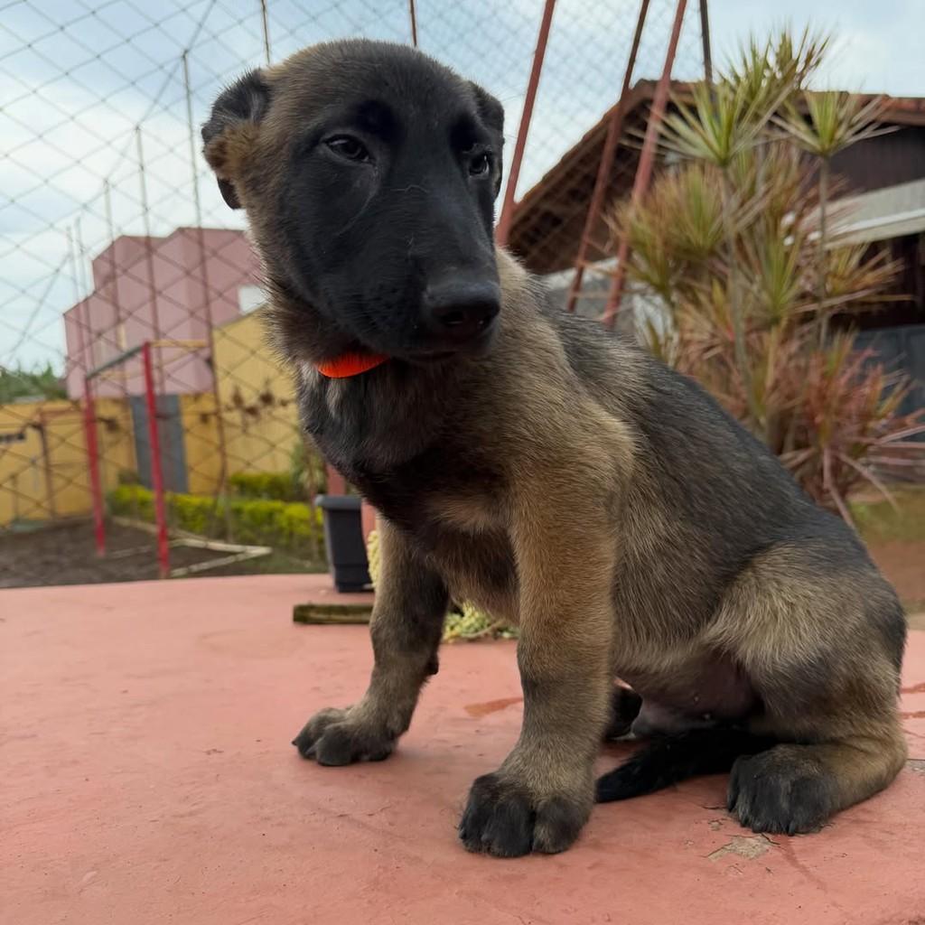 Zeus, cachorro de porte grande para adoção em Ibiúna - SP — foto 4 de 5
