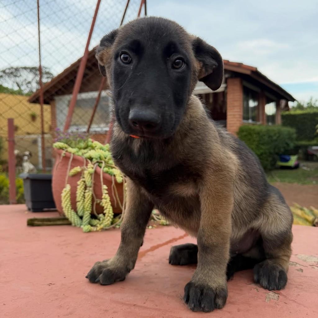 Zeus, cachorro de porte grande para adoção em Ibiúna - SP — foto 5 de 5