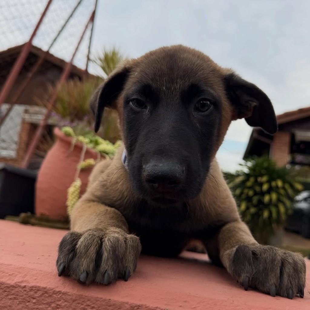 Thor, cachorro de porte grande para adoção em Ibiúna - SP — foto 2 de 6