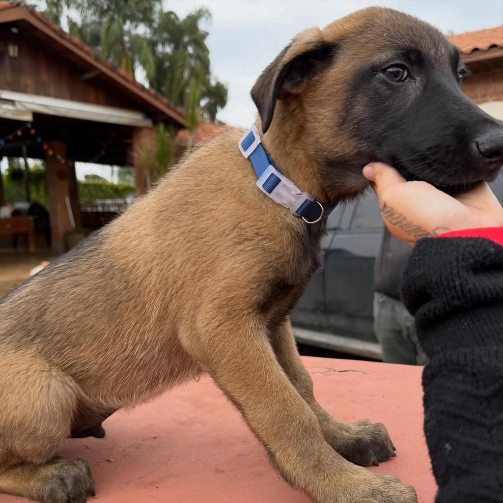 Thor, cachorro de porte grande para adoção em Ibiúna - SP — foto 3 de 6