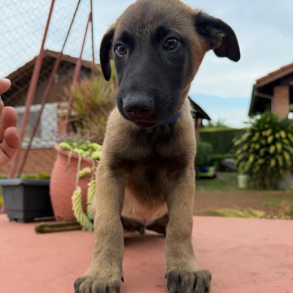 Thor, cachorro de porte grande para adoção em Ibiúna - SP — foto 4 de 6