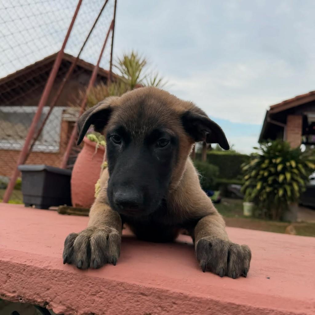 Thor, cachorro de porte grande para adoção em Ibiúna - SP — foto 5 de 6