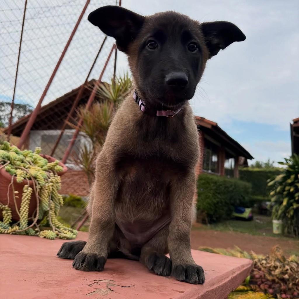 Hera, cadela de porte grande para adoção em Ibiúna - SP — foto 3 de 5