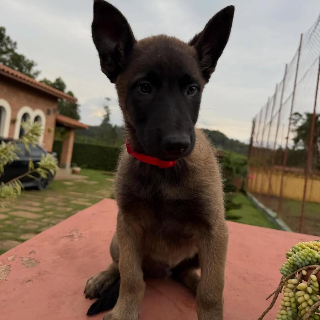 Odin, cachorro de porte grande para adoção em Ibiúna - SP — foto 2 de 5