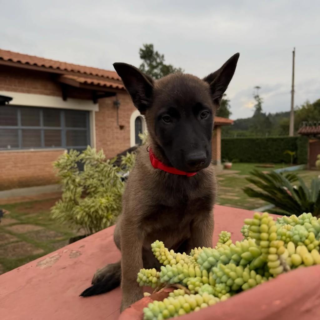 Odin, cachorro de porte grande para adoção em Ibiúna - SP — foto 3 de 5