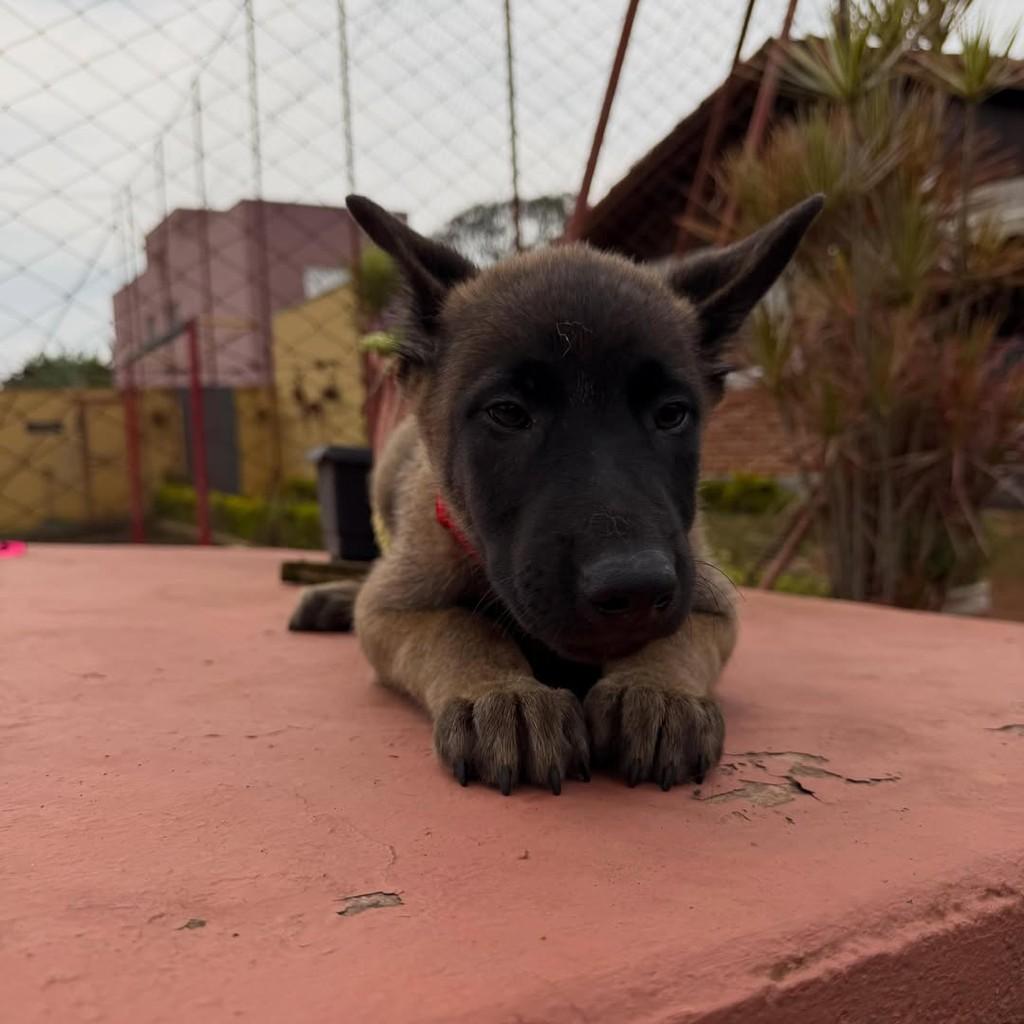 Odin, cachorro de porte grande para adoção em Ibiúna - SP — foto 4 de 5
