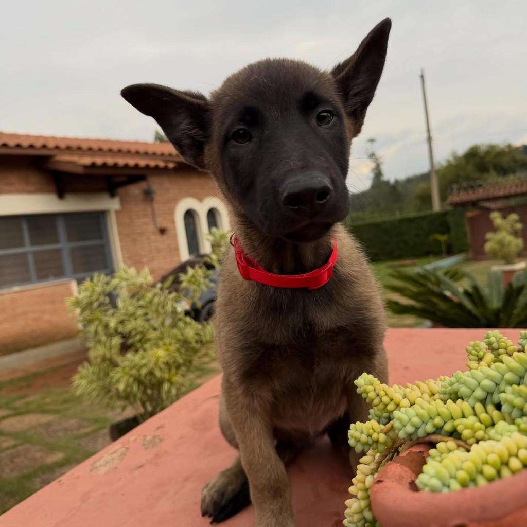 Odin, cachorro de porte grande para adoção em Ibiúna - SP — foto 5 de 5