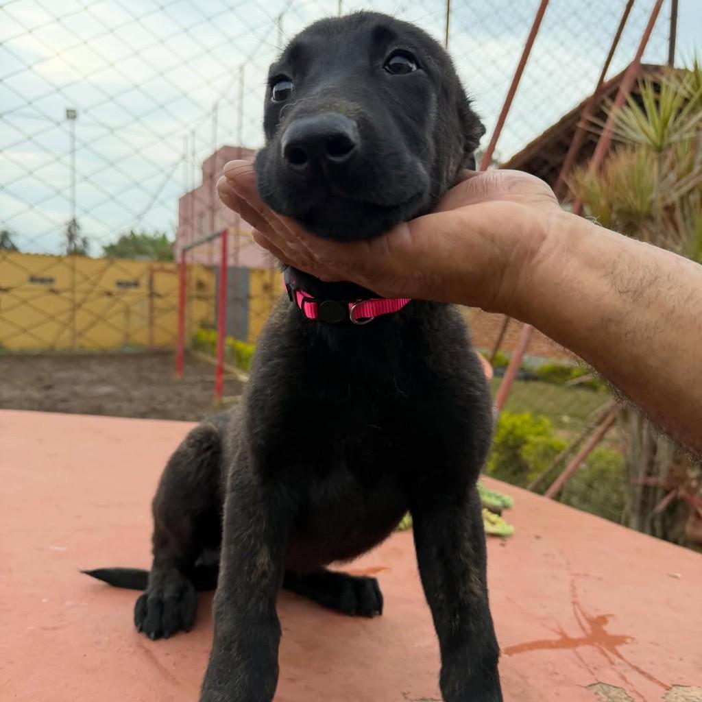 Athena, cadela de porte médio para adoção em Ibiúna - SP — foto 3 de 4