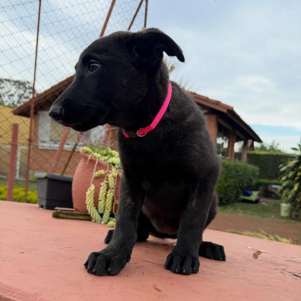 Athena, cadela de porte médio para adoção em Ibiúna - SP — foto 4 de 4