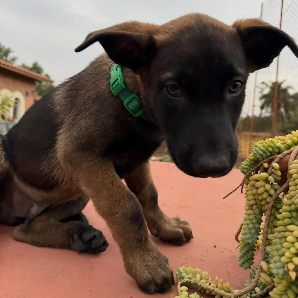 Thanos, cachorro de porte grande para adoção em Ibiúna - SP