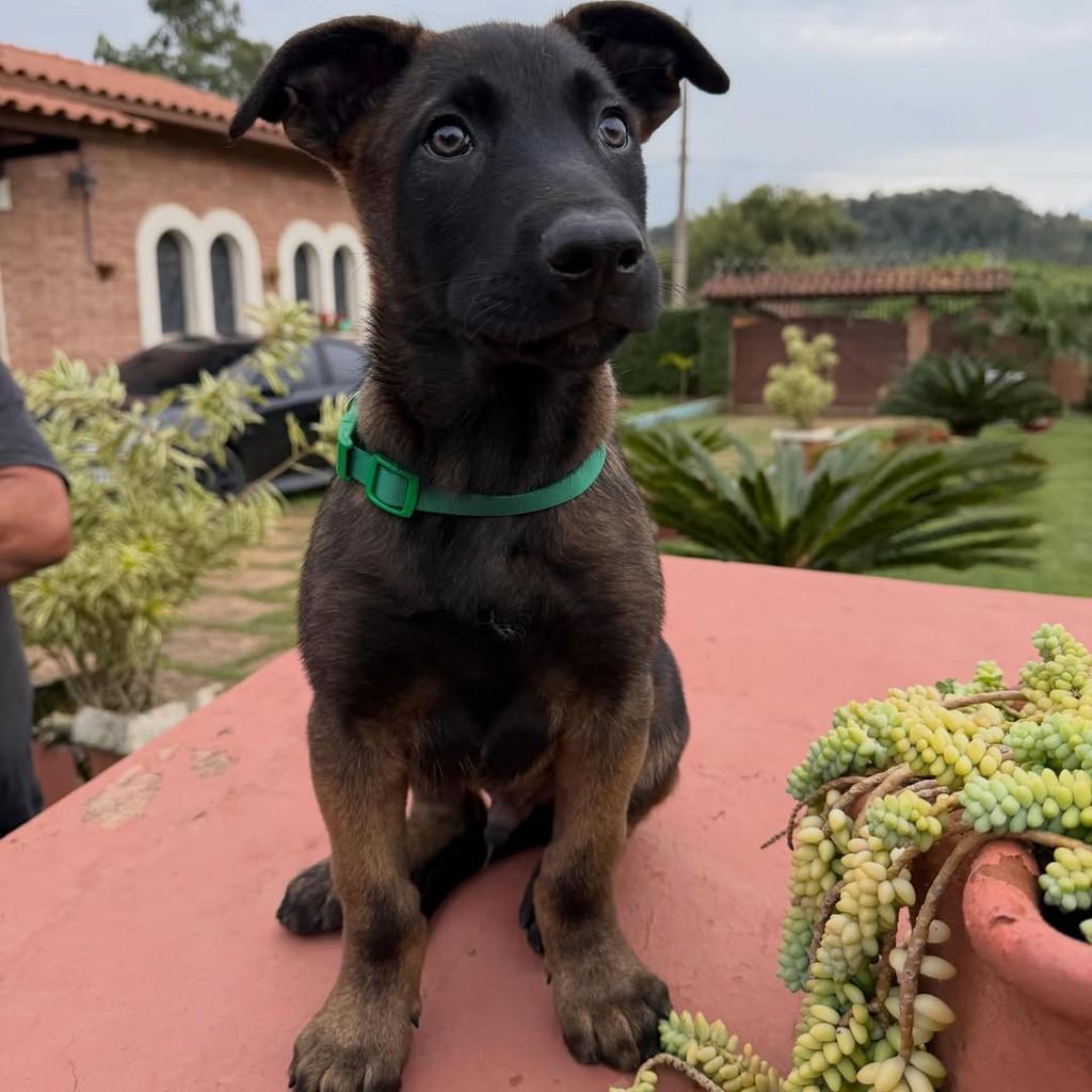 Thanos, cachorro de porte grande para adoção em Ibiúna - SP — foto 2 de 4