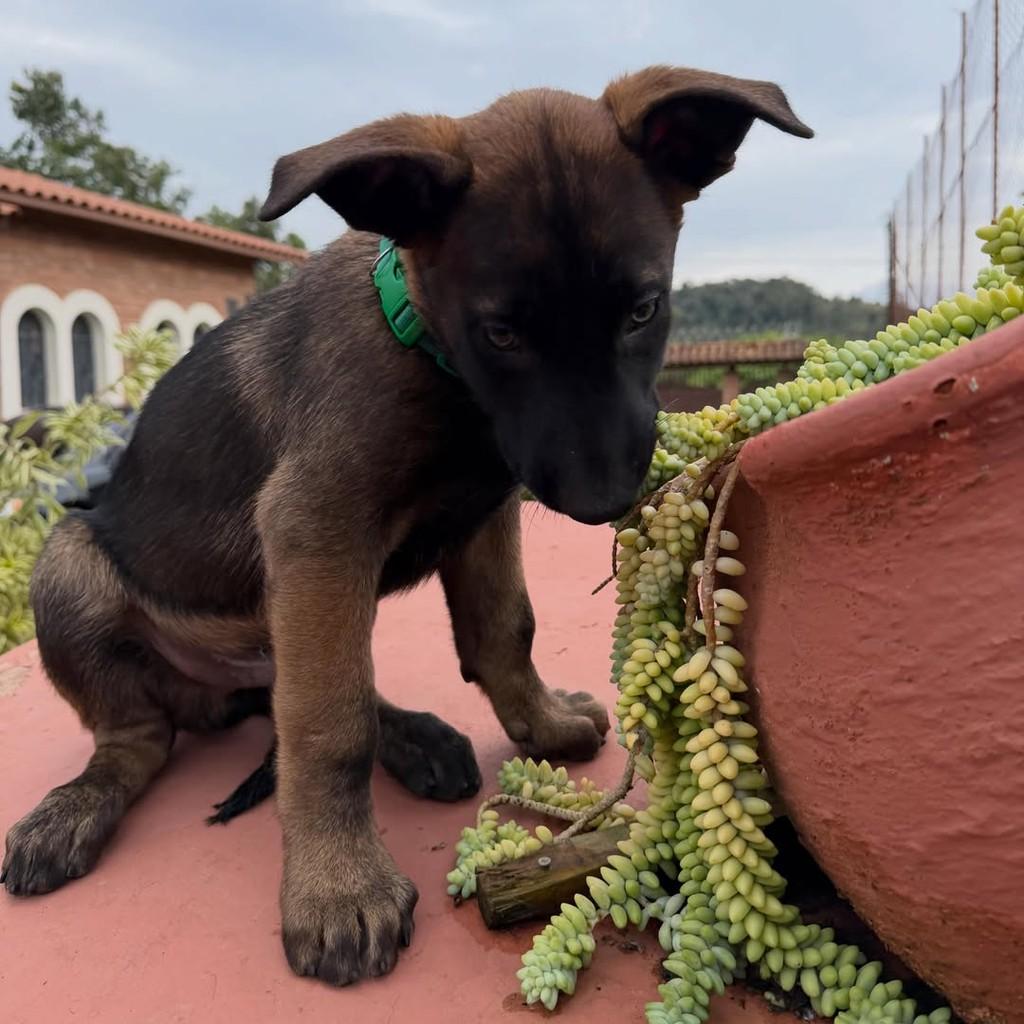 Thanos, cachorro de porte grande para adoção em Ibiúna - SP — foto 3 de 4