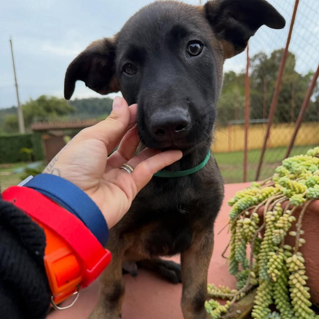 Thanos, cachorro de porte grande para adoção em Ibiúna - SP — foto 4 de 4