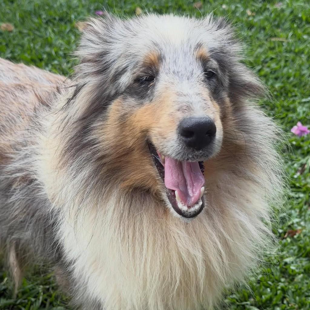 Wendy, cadela de porte médio para adoção em Ibiúna - SP — foto 2 de 5