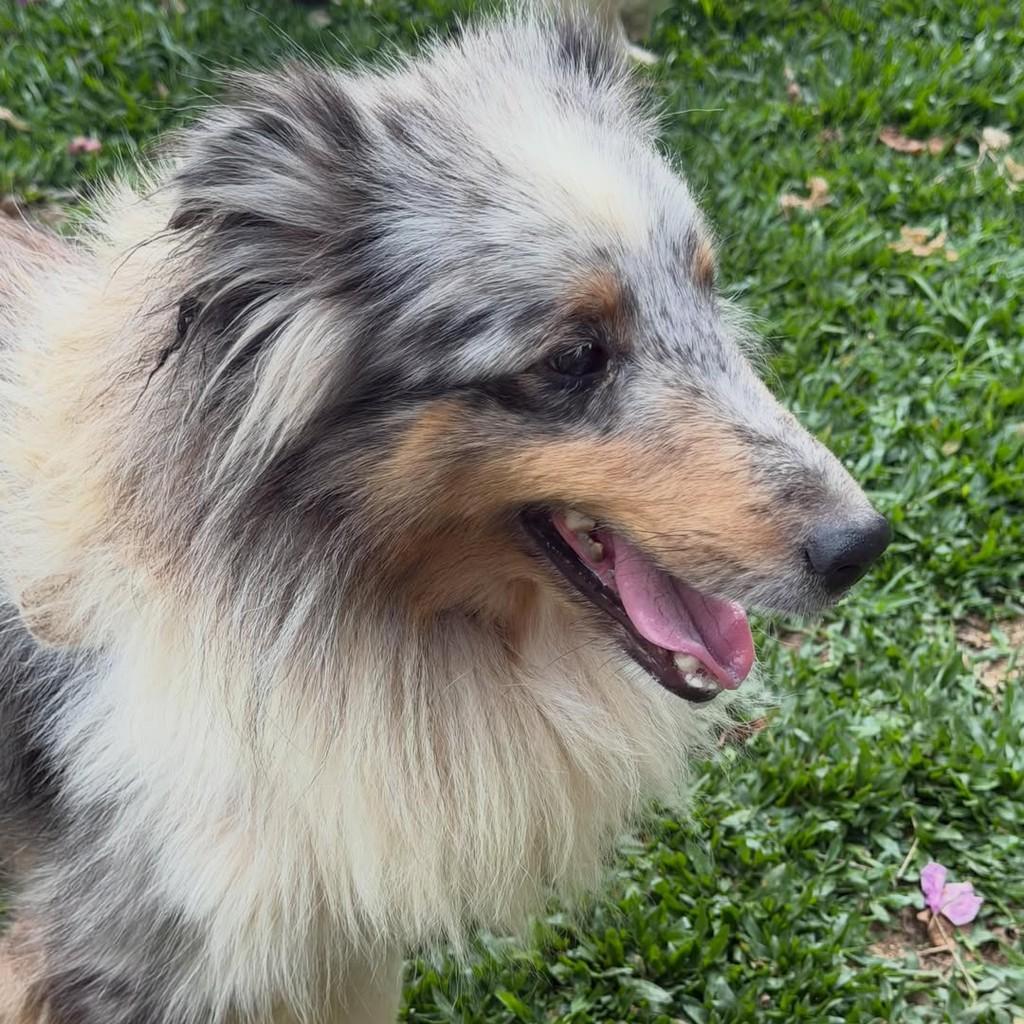 Wendy, cadela de porte médio para adoção em Ibiúna - SP — foto 4 de 5