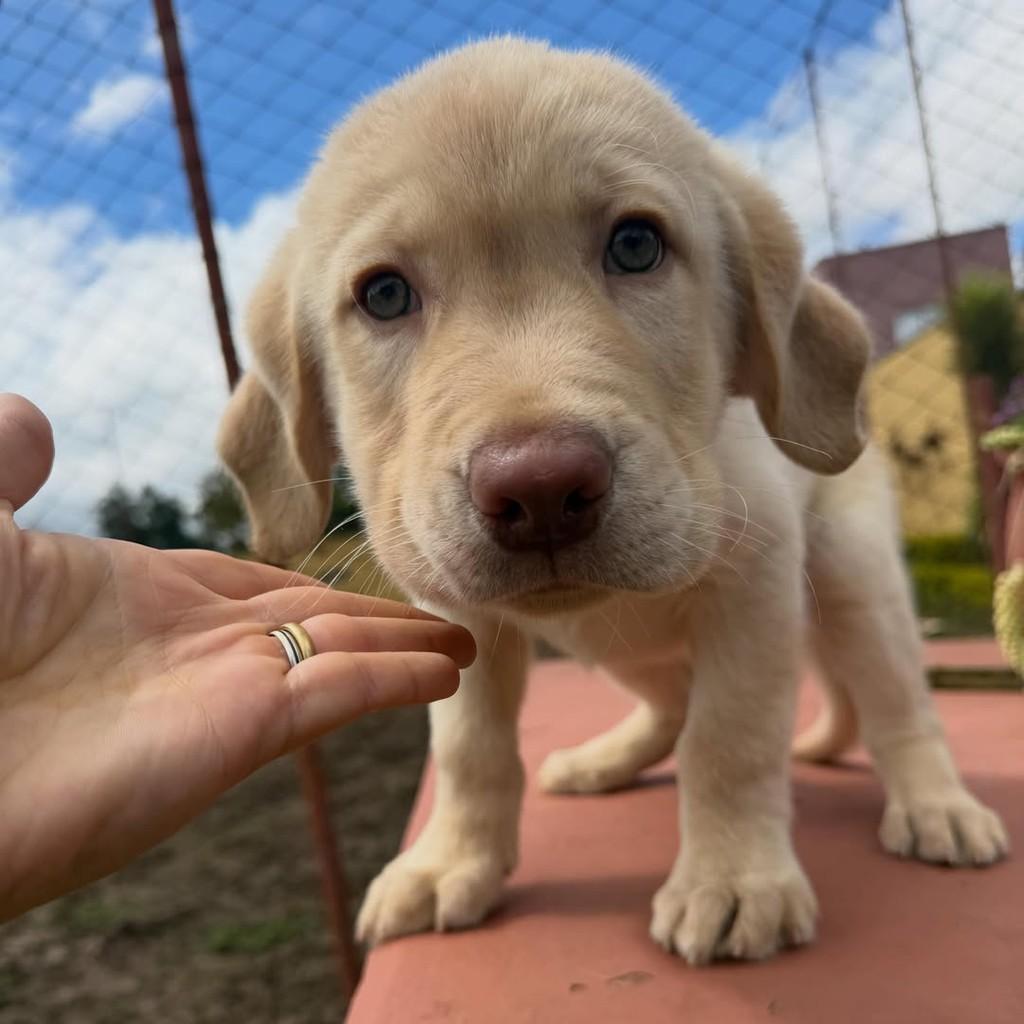 Marley, cachorro de porte grande para adoção em Vargem Grande Paulista - SP