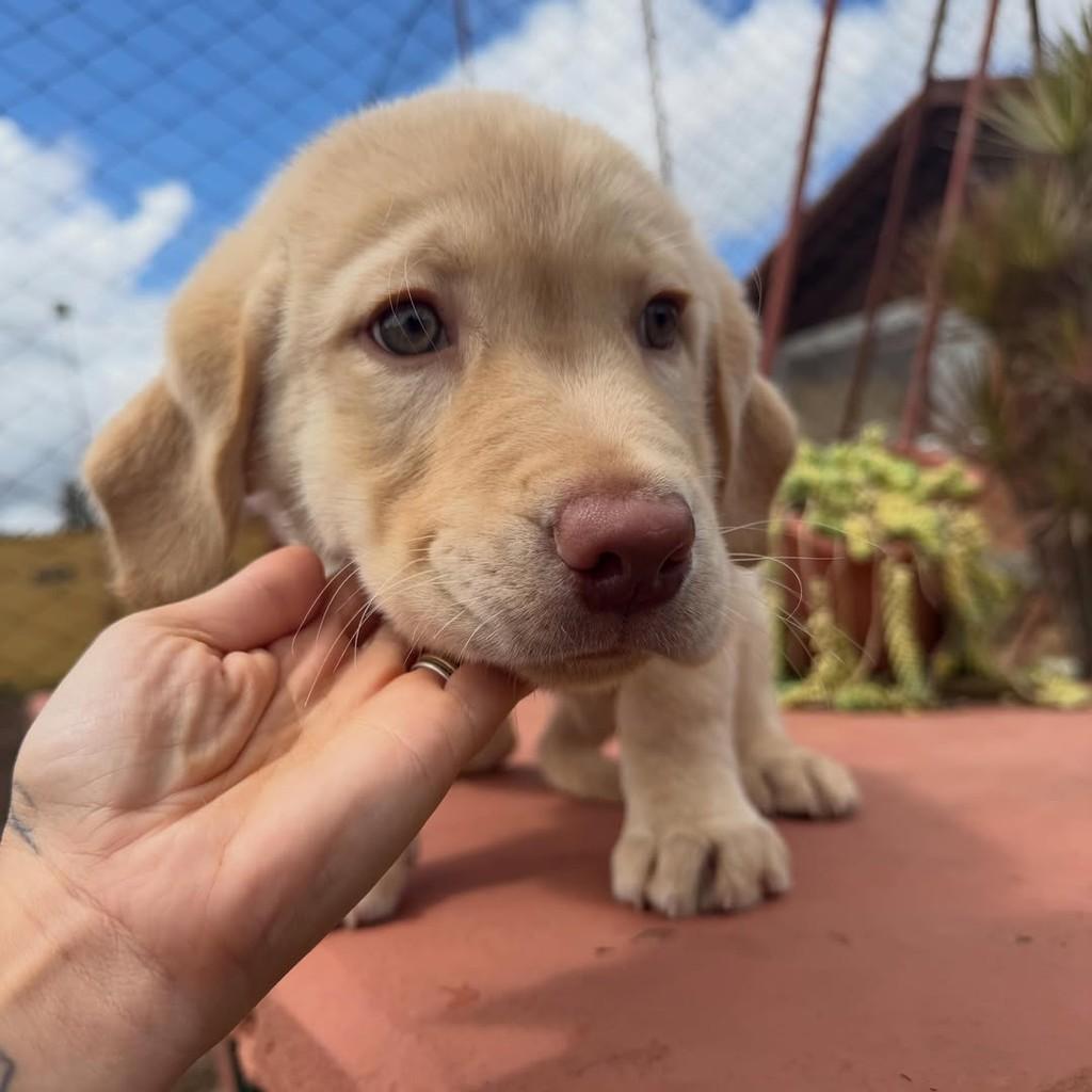 Marley, cachorro de porte grande para adoção em Vargem Grande Paulista - SP — foto 2 de 5