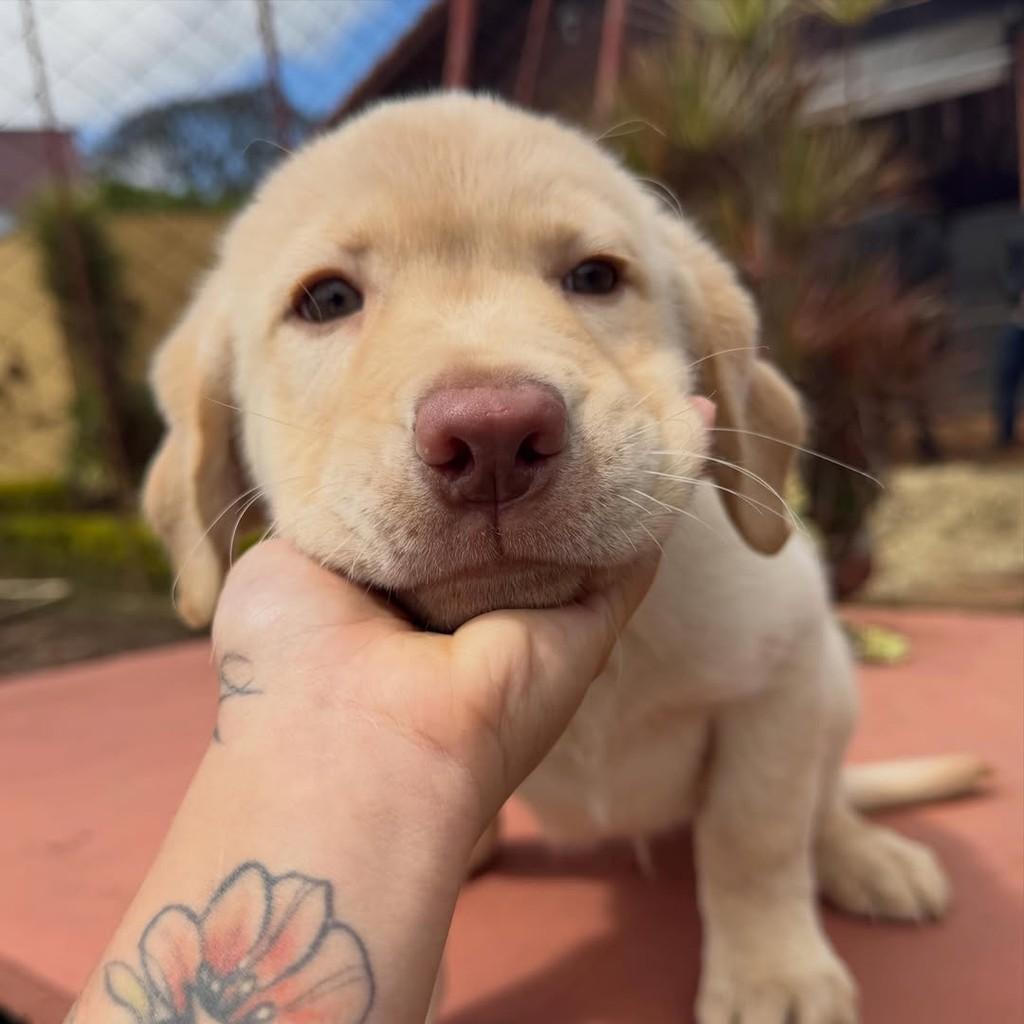 Marley, cachorro de porte grande para adoção em Vargem Grande Paulista - SP — foto 3 de 5