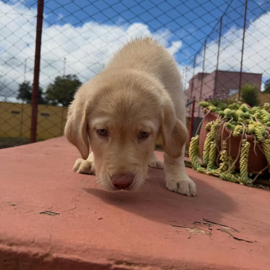 Marley, cachorro de porte grande para adoção em Vargem Grande Paulista - SP — foto 4 de 5