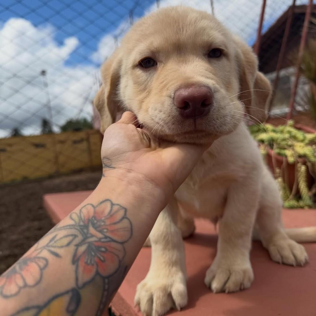 Marley, cachorro de porte grande para adoção em Vargem Grande Paulista - SP — foto 5 de 5