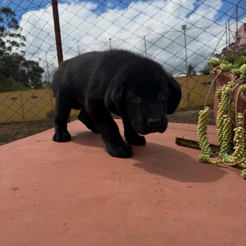 Zorro, cachorro de porte grande para adoção em Vargem Grande Paulista - SP