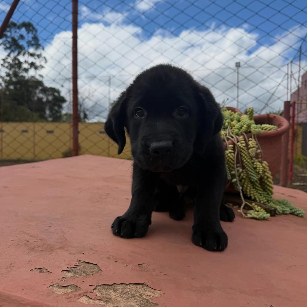Zorro, cachorro de porte grande para adoção em Vargem Grande Paulista - SP — foto 2 de 5