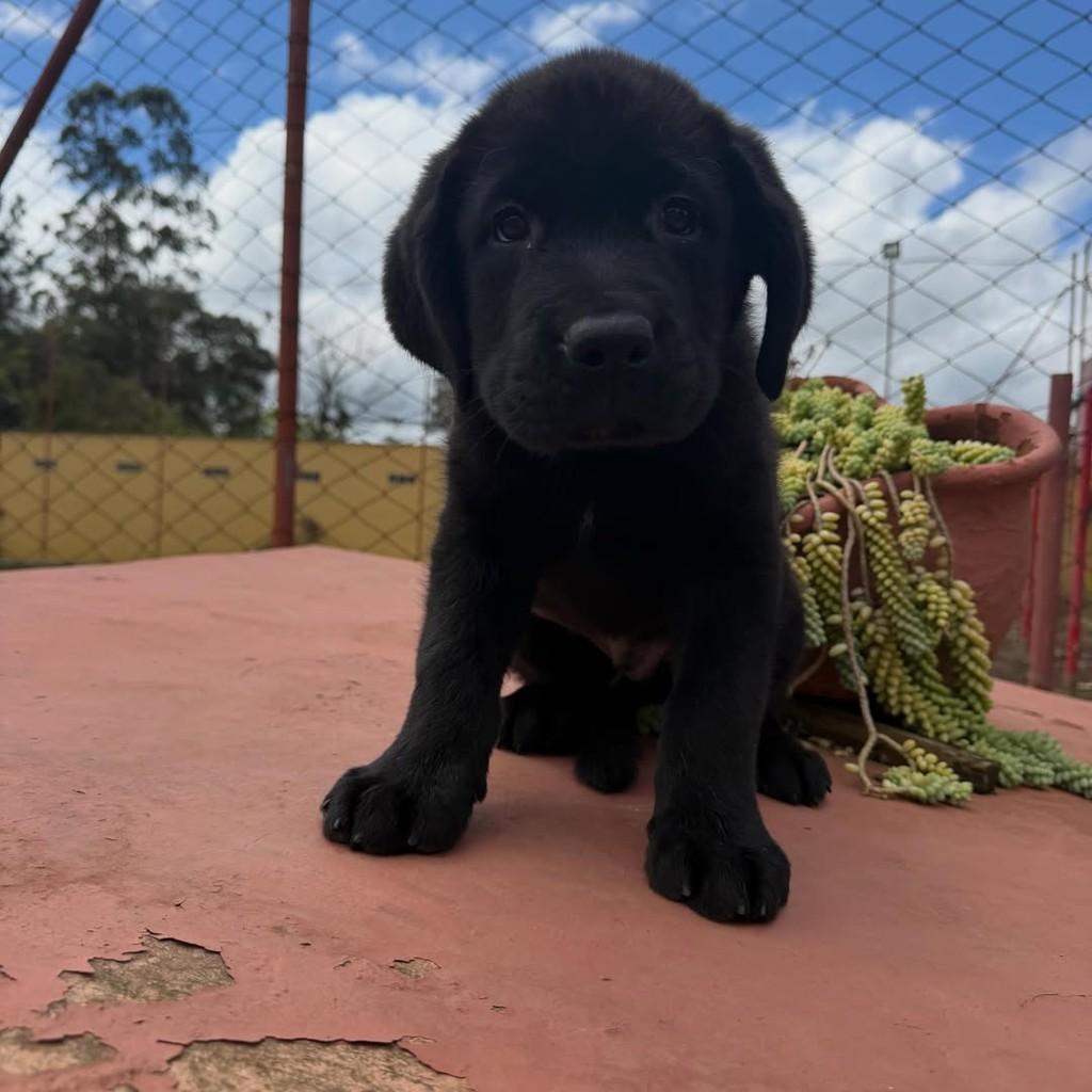 Zorro, cachorro de porte grande para adoção em Vargem Grande Paulista - SP — foto 3 de 5