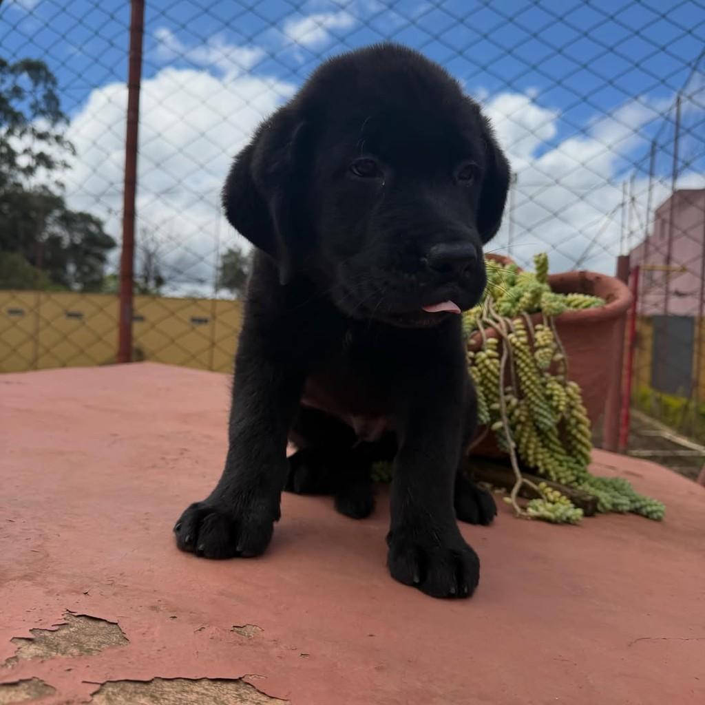 Zorro, cachorro de porte grande para adoção em Vargem Grande Paulista - SP — foto 4 de 5