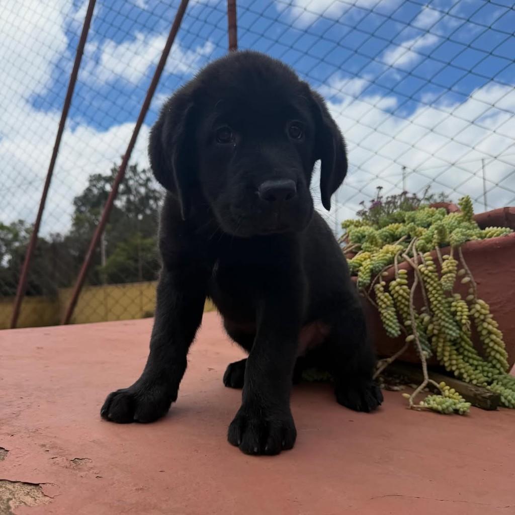 Zorro, cachorro de porte grande para adoção em Vargem Grande Paulista - SP — foto 5 de 5