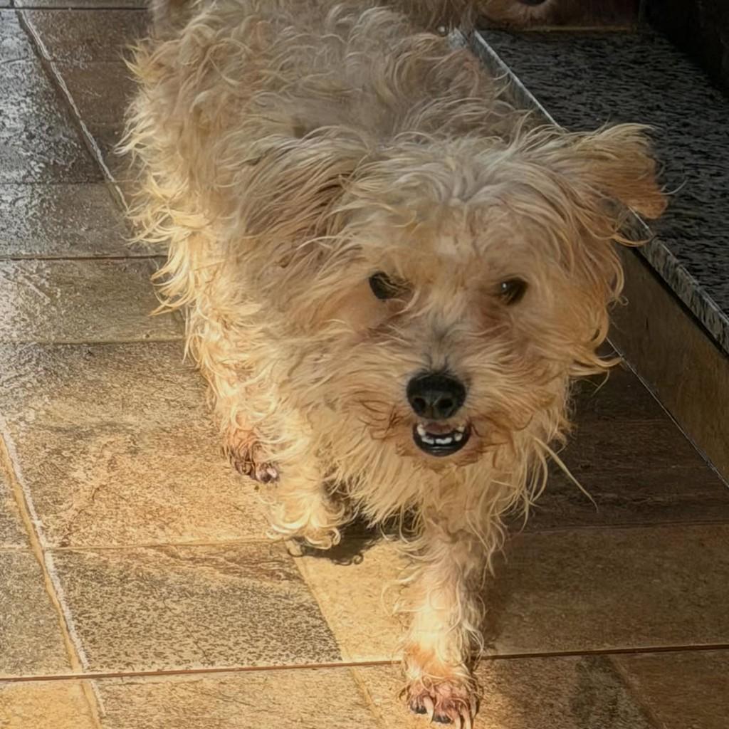 Matilde, cadela de porte pequeno para adoção em Ibiúna - SP — foto 2 de 4