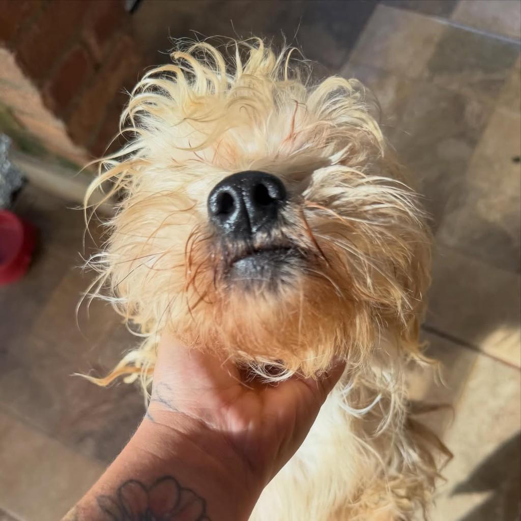 Matilde, cadela de porte pequeno para adoção em Ibiúna - SP — foto 3 de 4