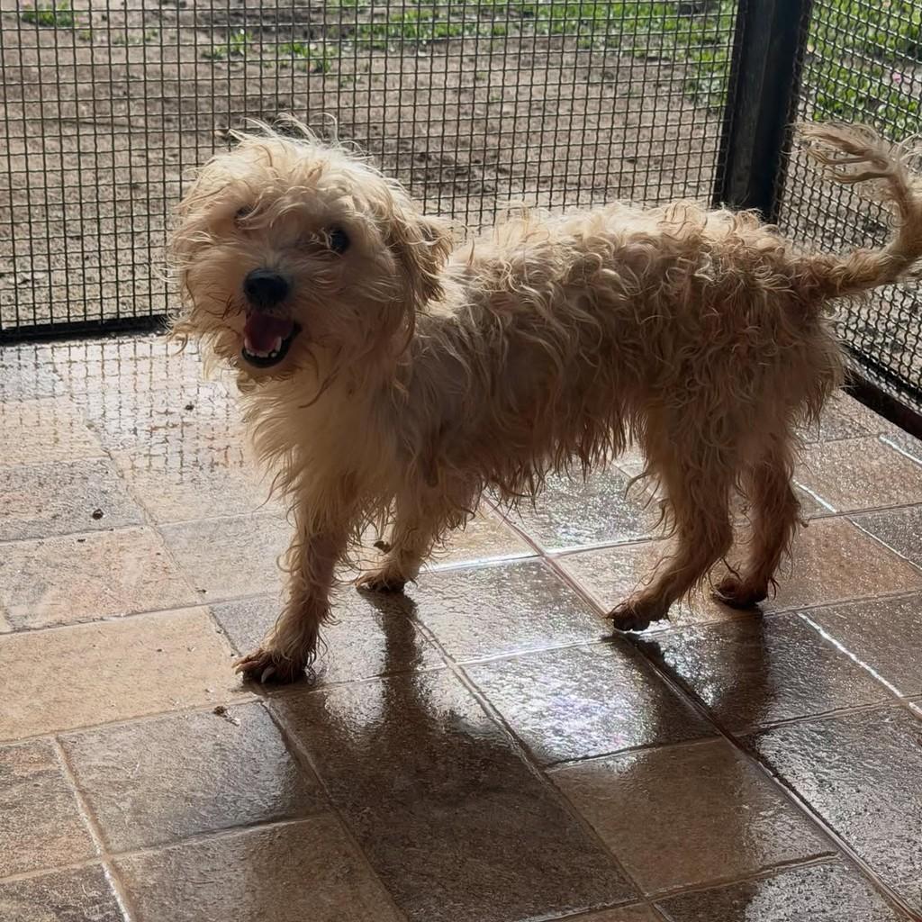 Matilde, cadela de porte pequeno para adoção em Ibiúna - SP — foto 4 de 4
