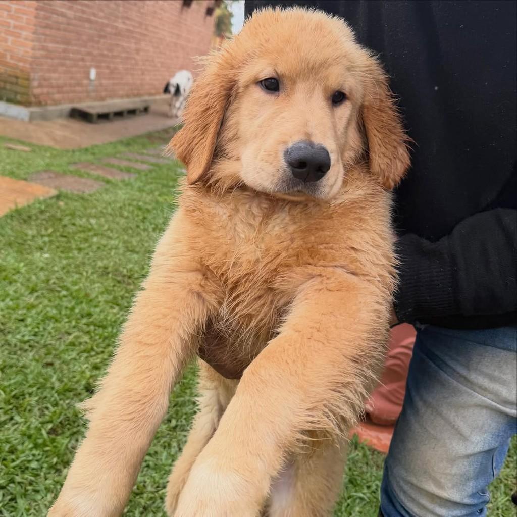 Benjamin, cachorro de porte grande para adoção em Vargem Grande Paulista - SP